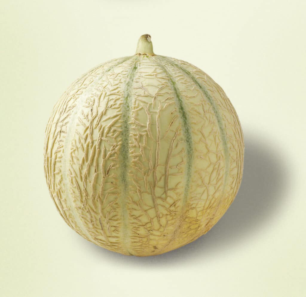 MELON