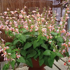 SAUGE COCCINEA