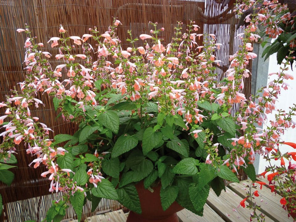 SAUGE COCCINEA