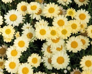 ANTHEMIS