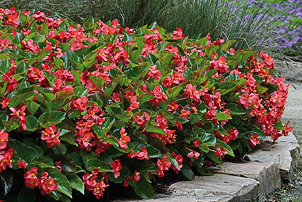 BEGONIA MEGAWATT
