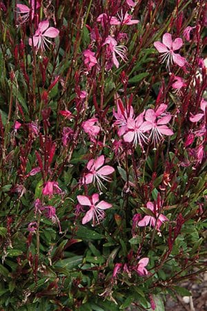 GAURA DE BOUTURE