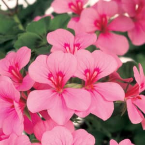 GERANIUM LIERRE DOUBLE – Image 2