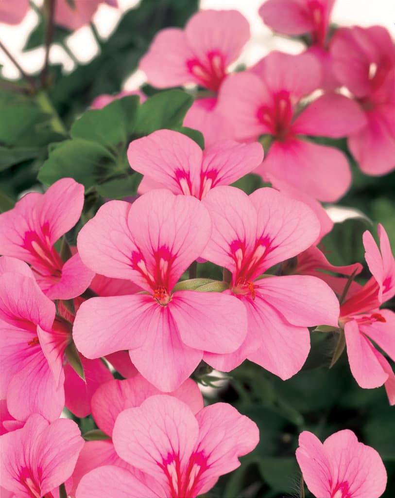 GERANIUM LIERRE DOUBLE – Image 2