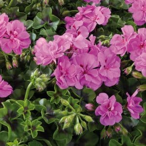 GERANIUM LIERRE DOUBLE