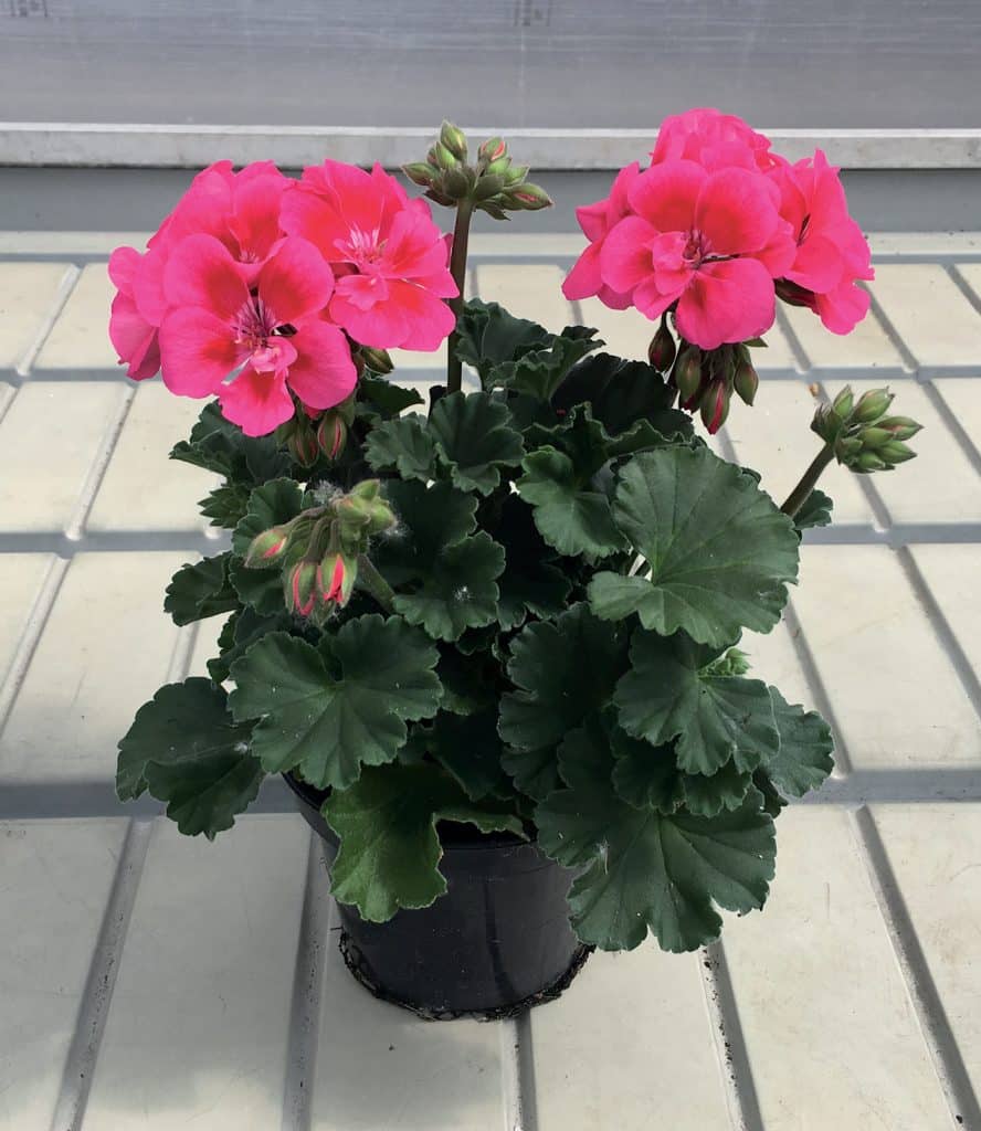 GERANIUM DROIT ZONAL EN POT de 1 L