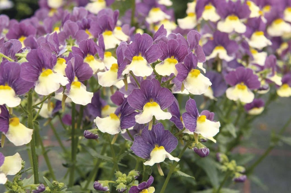 NEMESIA