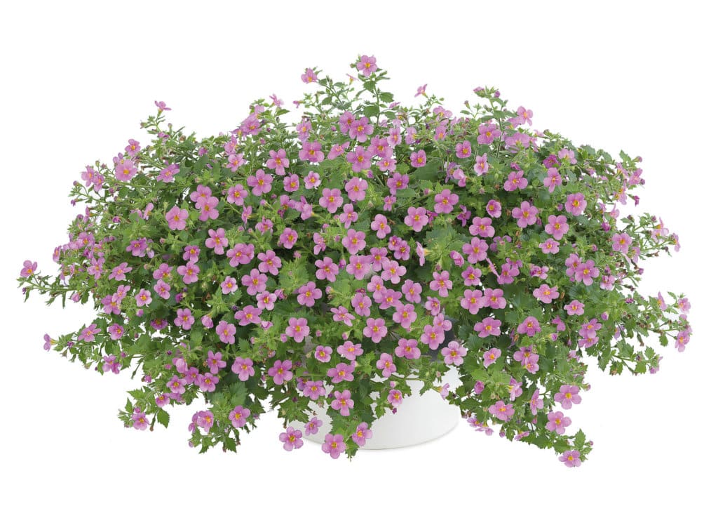BACOPA – Image 3