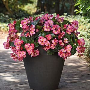 BEGONIA MEGAWATT – Image 2