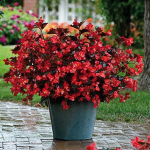 BEGONIA MEGAWATT – Image 3