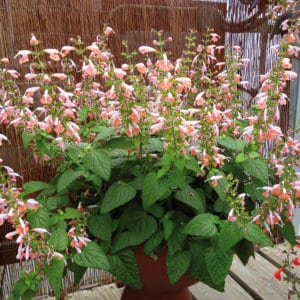 SAUGE COCCINEA – Image 2