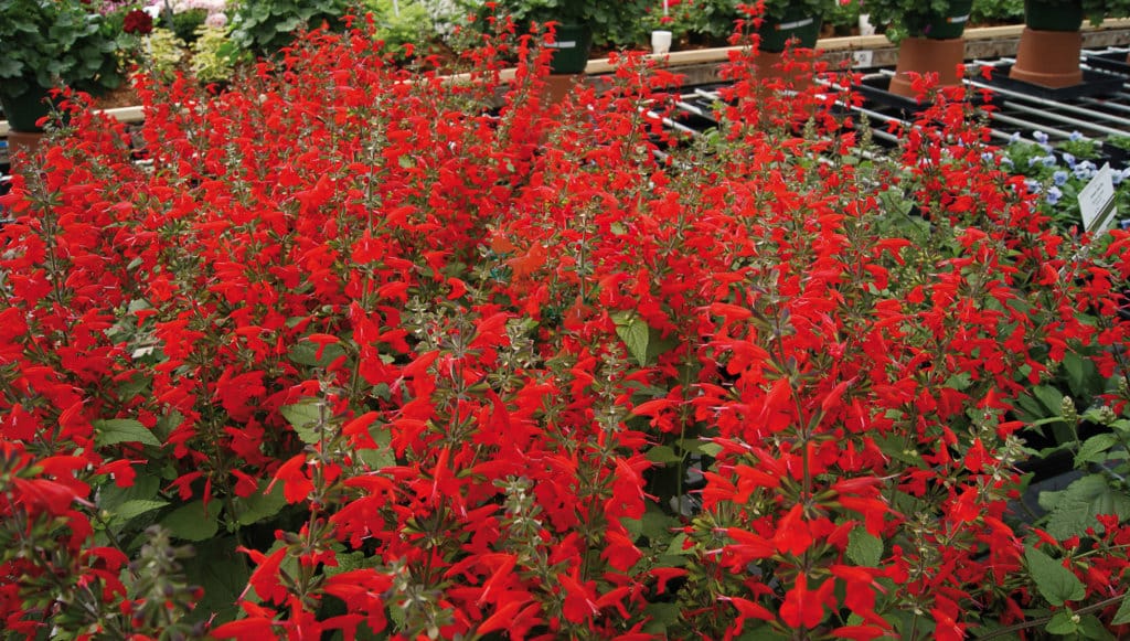 SAUGE COCCINEA – Image 3