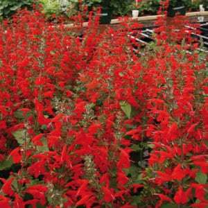 SAUGE COCCINEA – Image 3