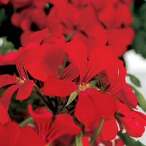 GERANIUM LIERRE DOUBLE – Image 3