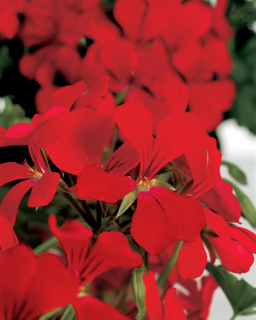 GERANIUM LIERRE DOUBLE – Image 3