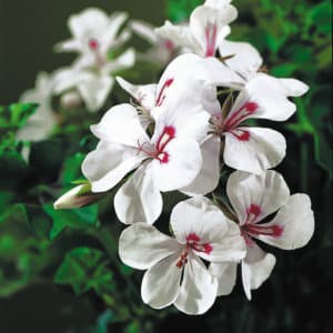 GERANIUM LIERRE DOUBLE – Image 4