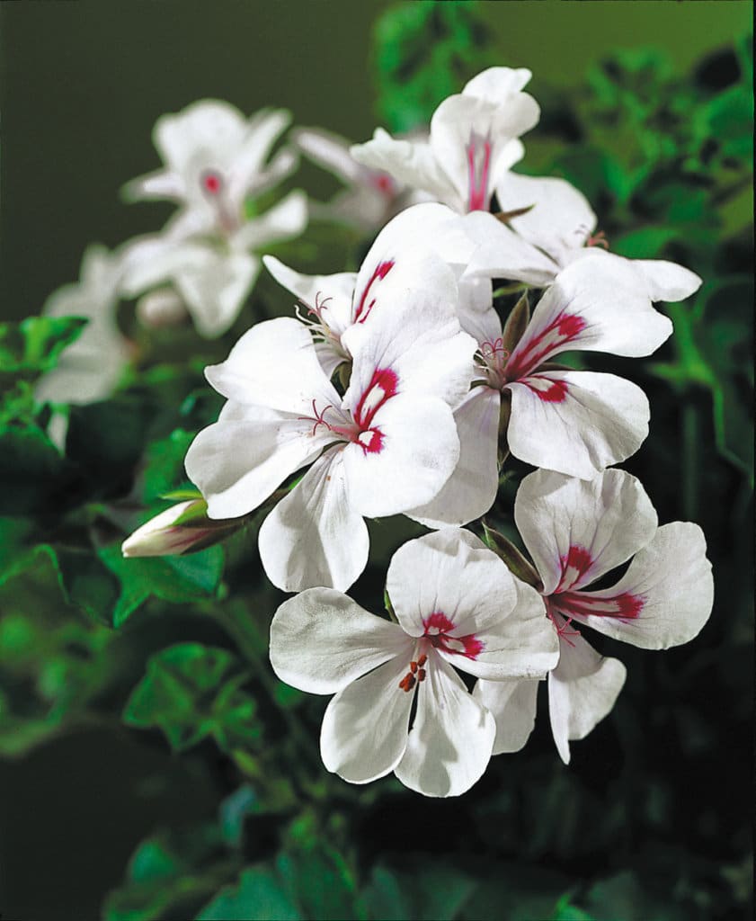 GERANIUM LIERRE DOUBLE – Image 4