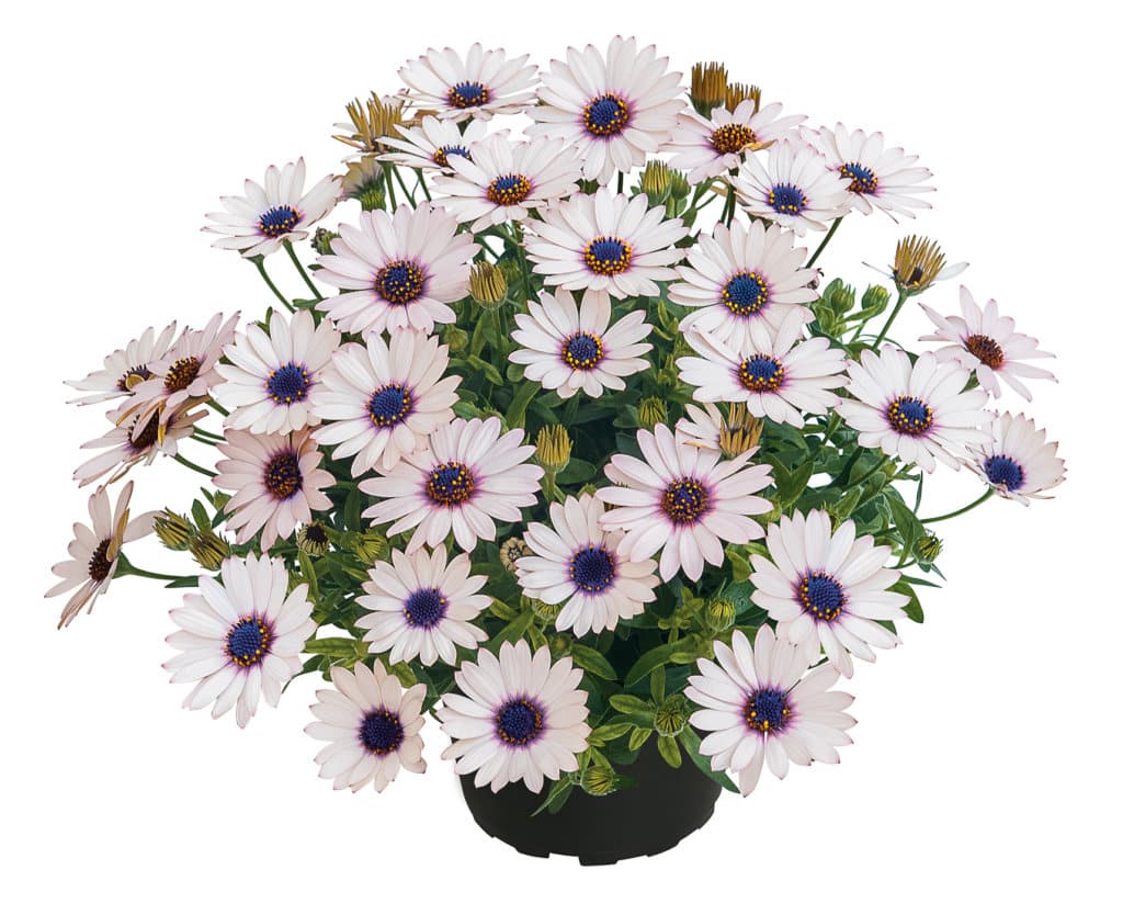 OSTEOSPERMUM – Image 3