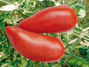 TOMATE ANDINE CORNUE