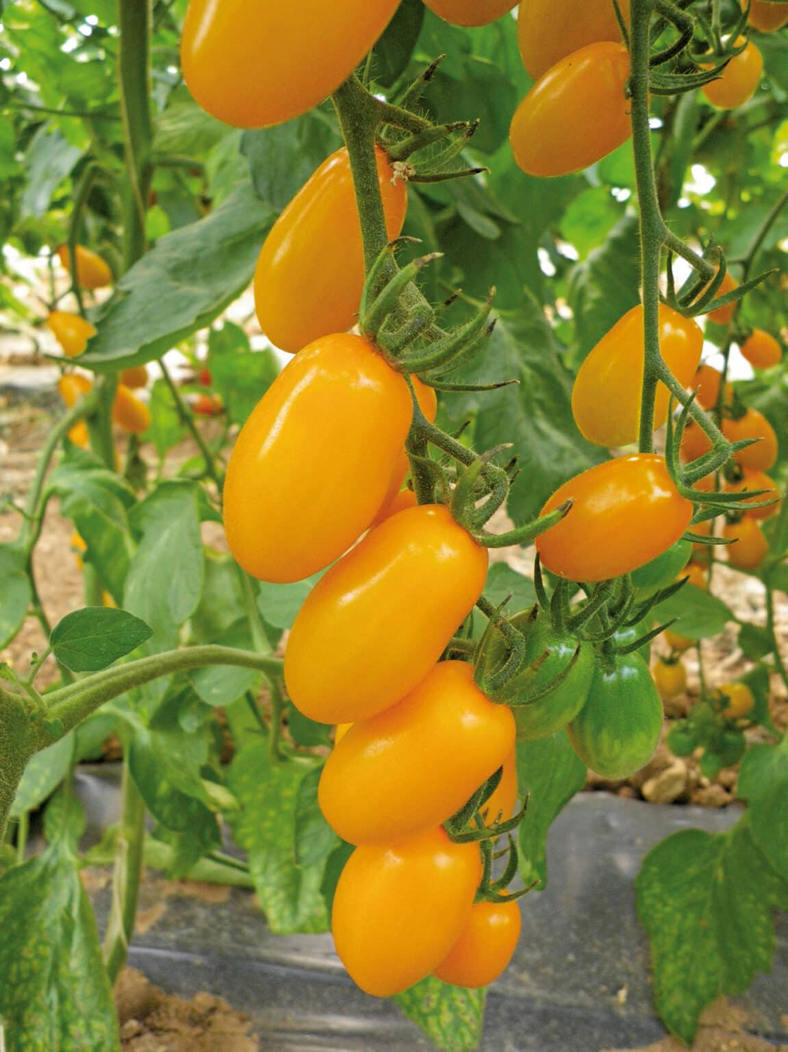 TOMATE CERISE ALLONGÉE JAUNE