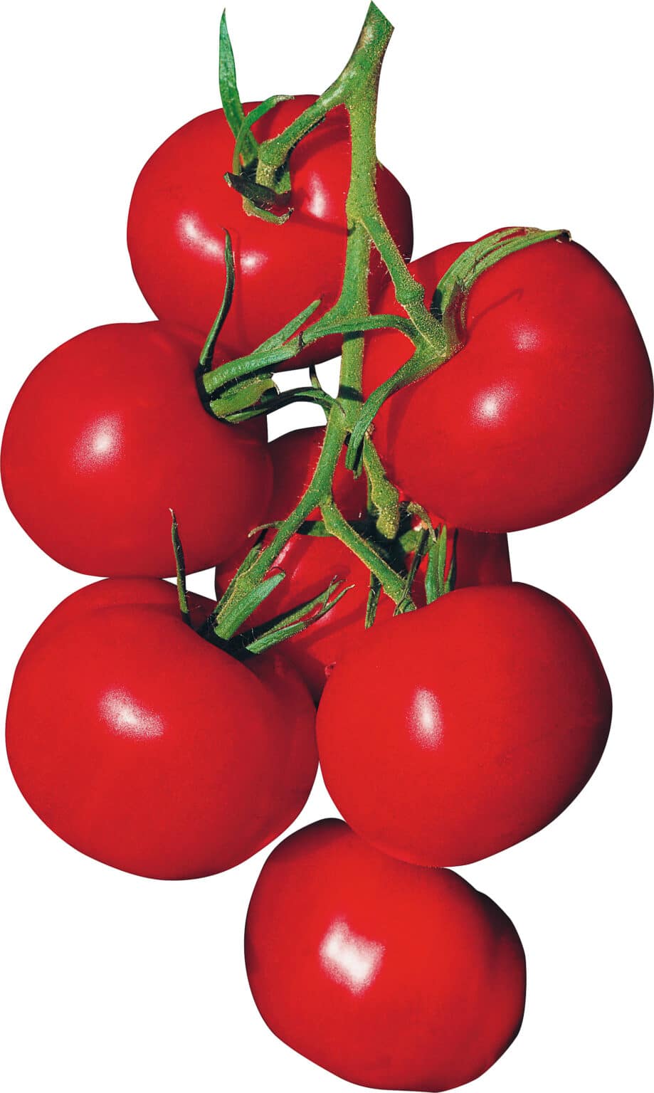 TOMATE AGORA