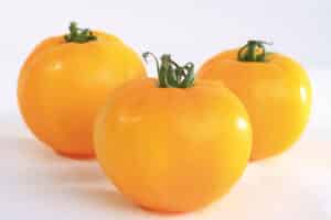 TOMATE JAUNE
