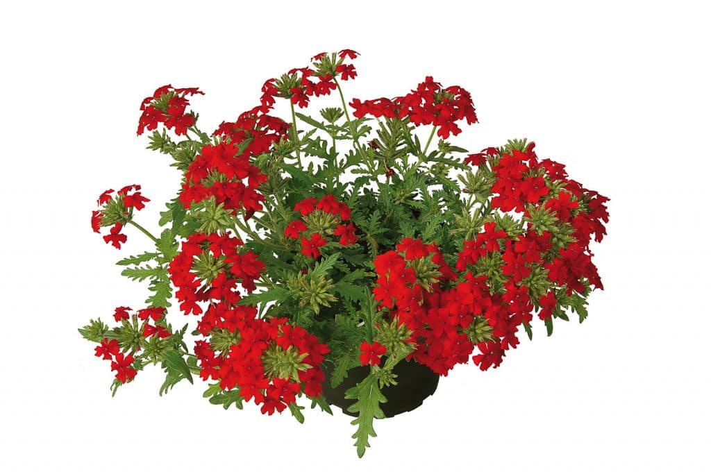 VERVEINE VEPITA