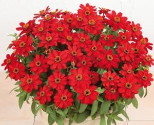 zinnia_hybrida_profusionf1_red_bd