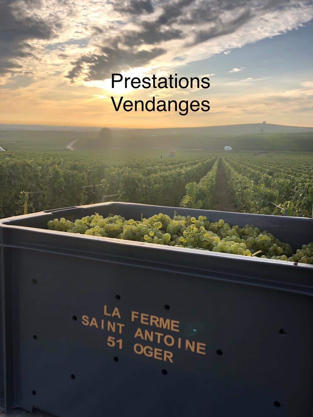 Prestation vendanges