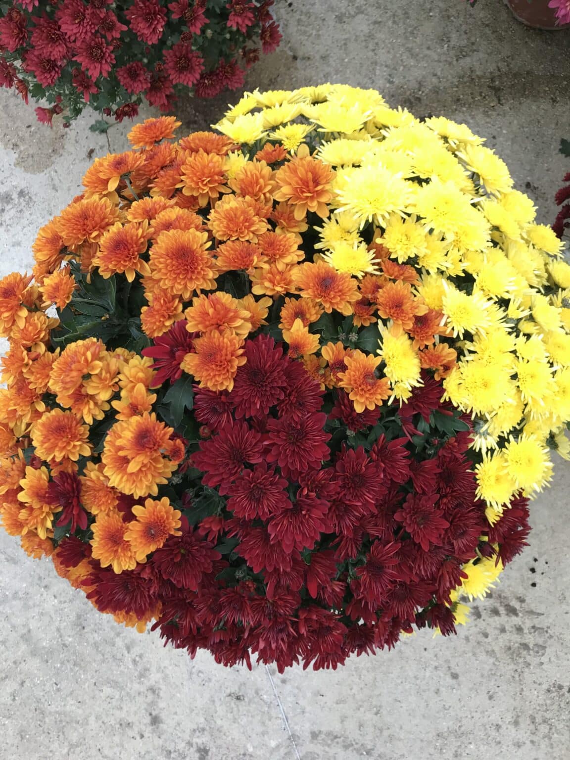 CHRYSANTHEMES TROIS COULEURS